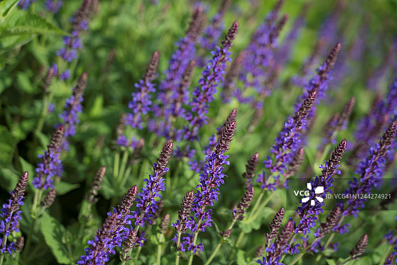 野生紫色鼠尾草图片素材