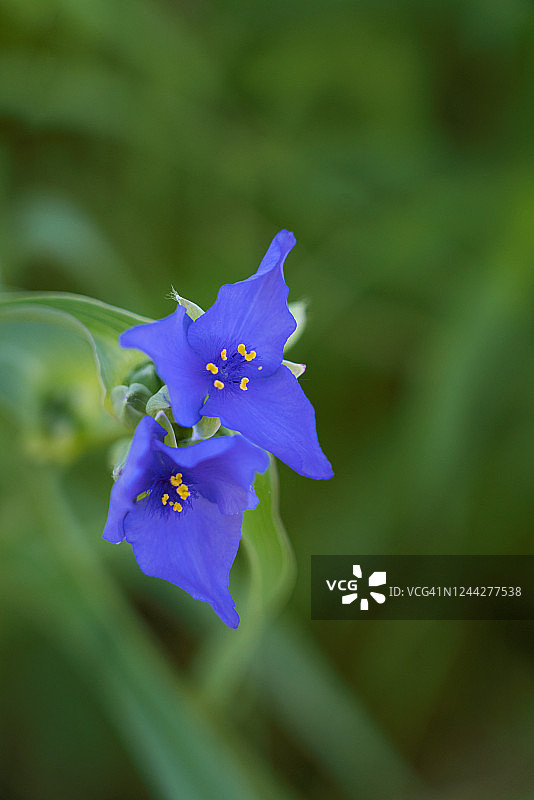 紫色的俄亥俄蜘蛛抱蛋图片素材