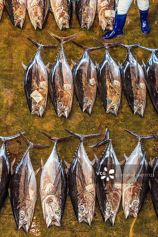 金枪鱼拍卖图片素材