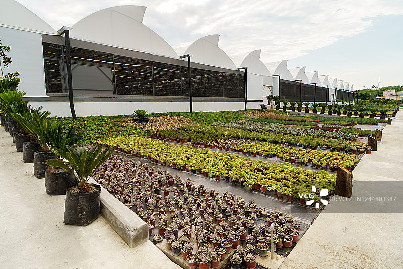 户外盆栽小植物摆设图片素材