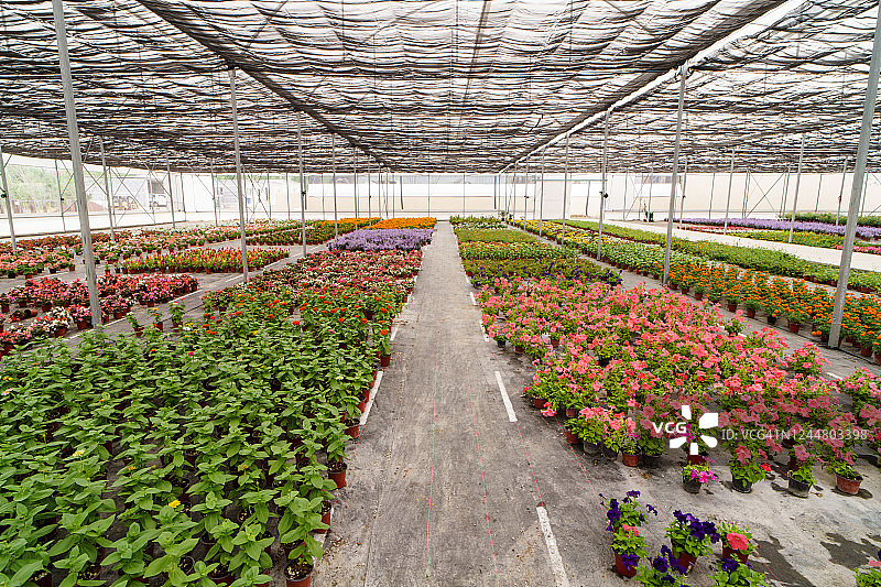 井然有序的植物店铺图片素材