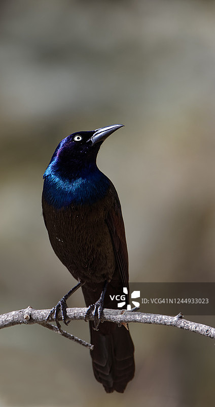 普通拟八哥栖息在树枝上图片素材