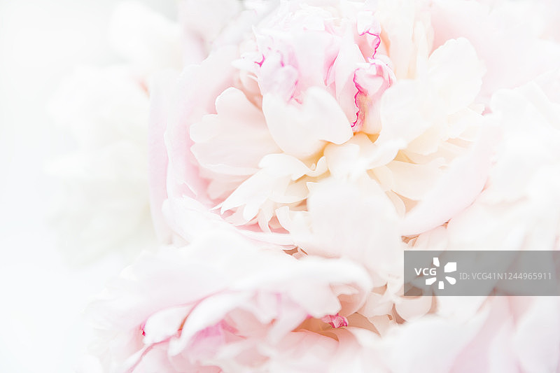 精美的复古花卉背景，浅粉色和白色牡丹花壁纸，花卉组合，特写和散焦，banner或明信片图片素材