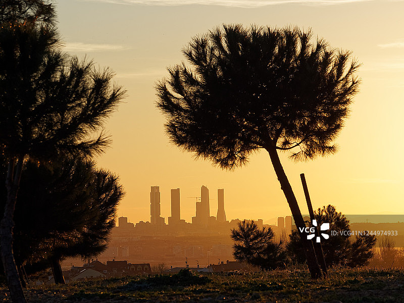 松树与摩天大楼图片素材