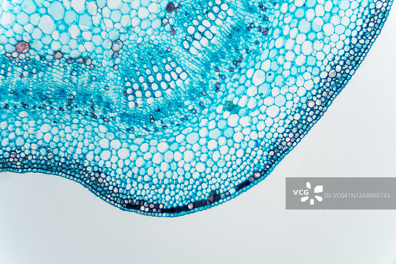 棉花茎的微观视图图片素材