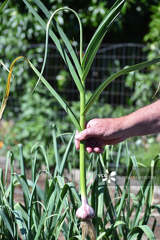 手握着硬颈蒜，蒜苔从茎顶长出图片素材