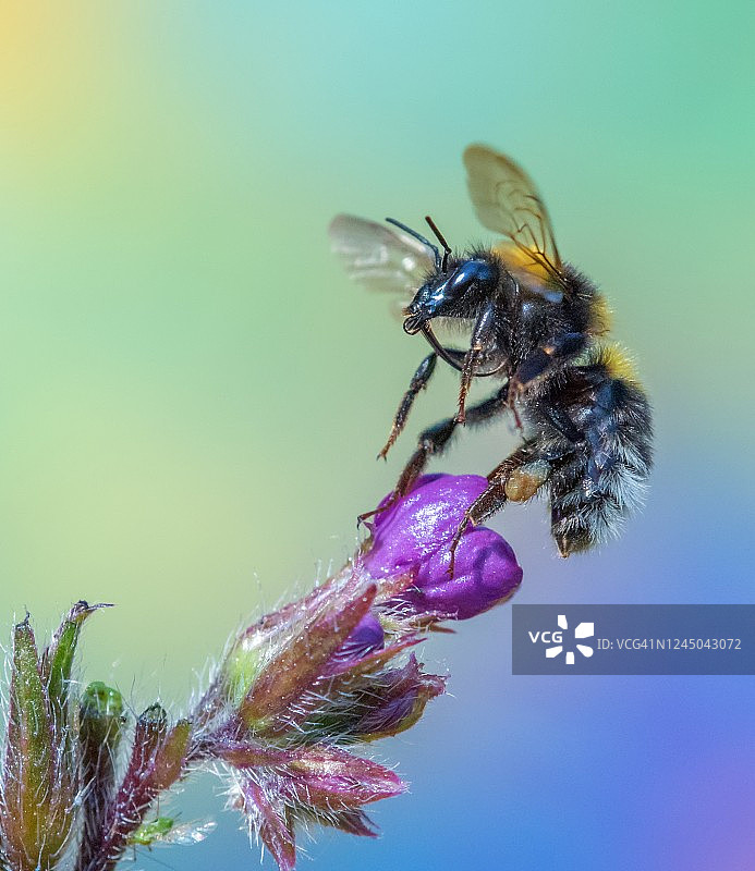 熊蜂在花上图片素材