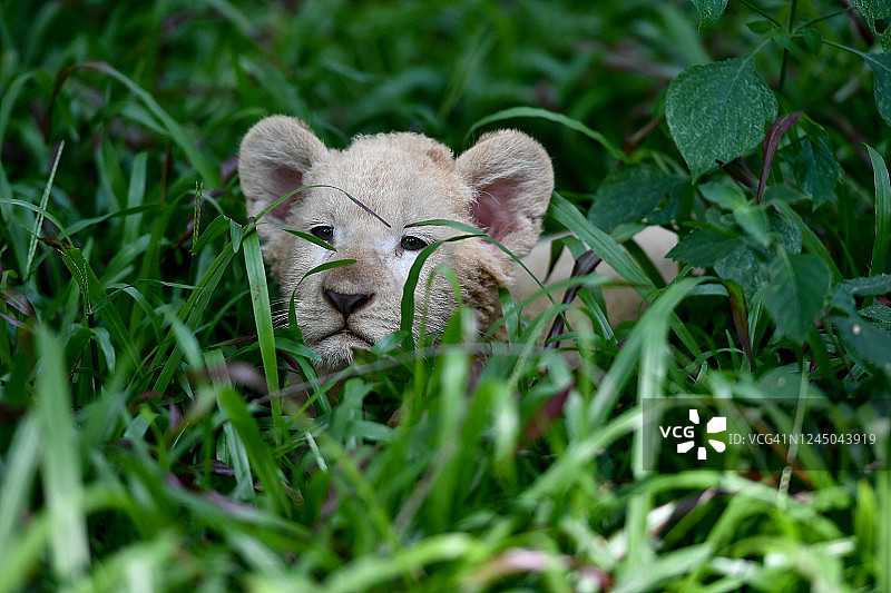 廷巴瓦蒂白色小狮子（Panthera Leo）图片素材