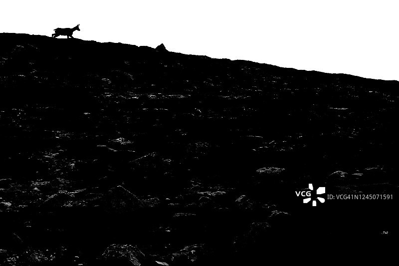 羚羊轮廓图片素材