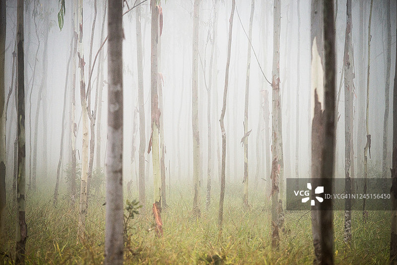 桉树种植园图片素材