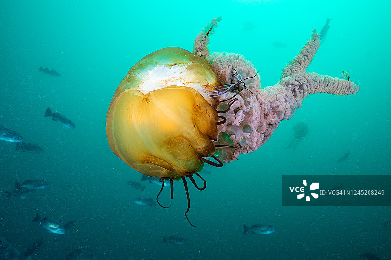太平洋海荨麻（霞水母）图片素材