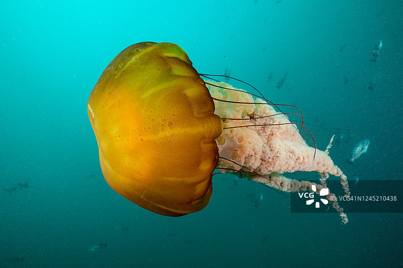 太平洋海荨麻（霞水母）图片素材