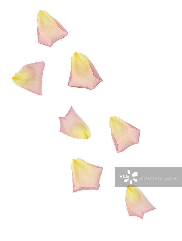 飘落的粉色和黄色玫瑰花瓣图片素材