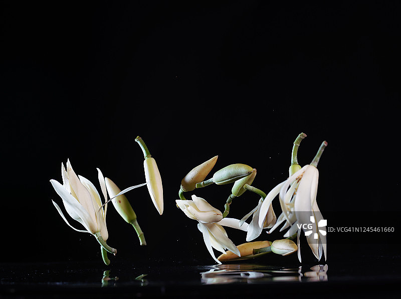 在半空中飞溅着水的白兰花图片素材