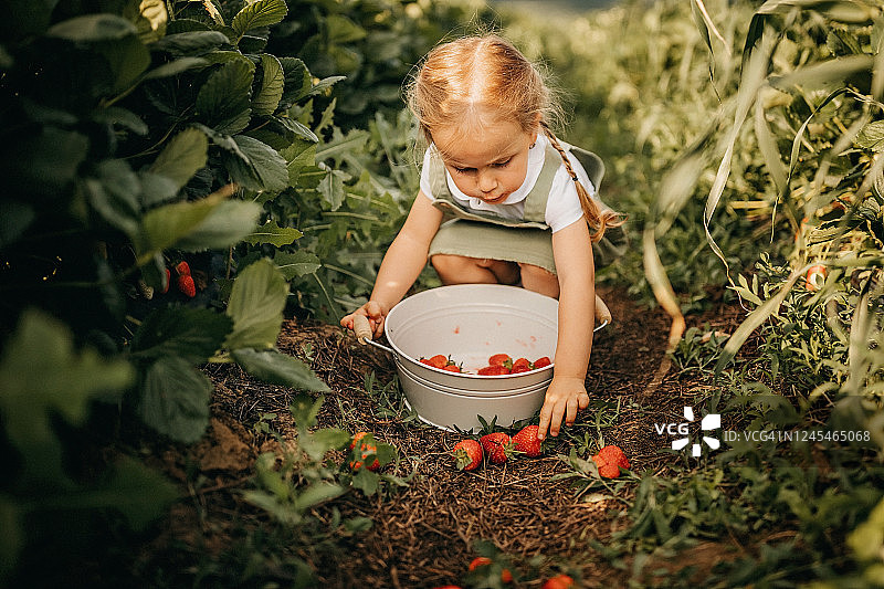 在草莓地里帮忙的孩子图片素材