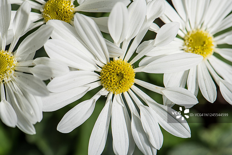 非洲菊图片素材