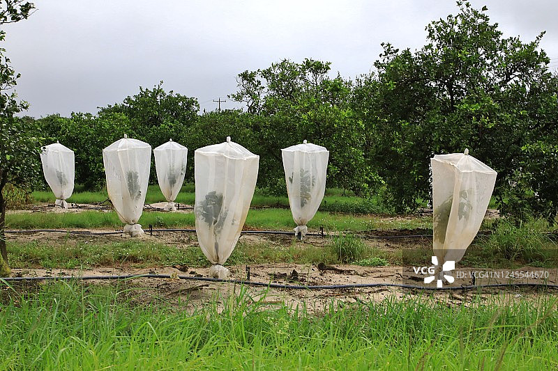 橘子园中柑橘树上的防护网图片素材