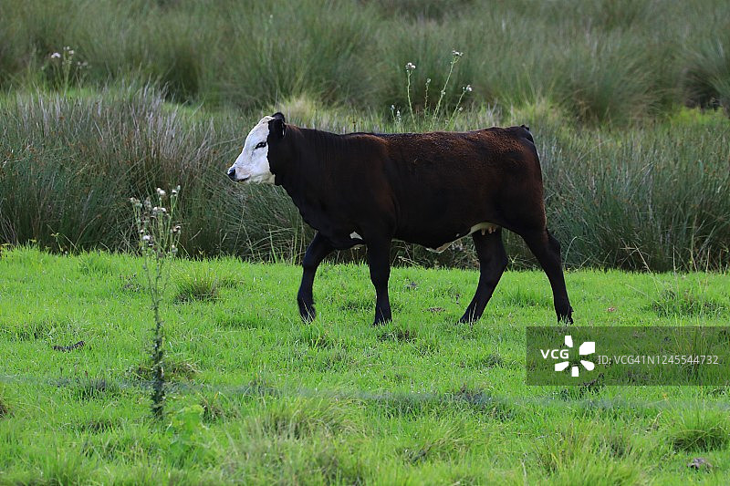 农场里的奶牛家畜(Bos taurus)图片素材
