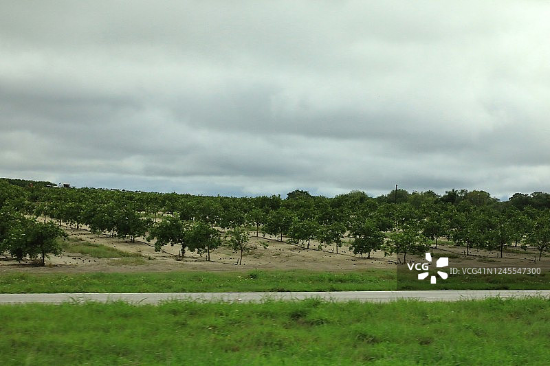 柑橘橙树种植园图片素材