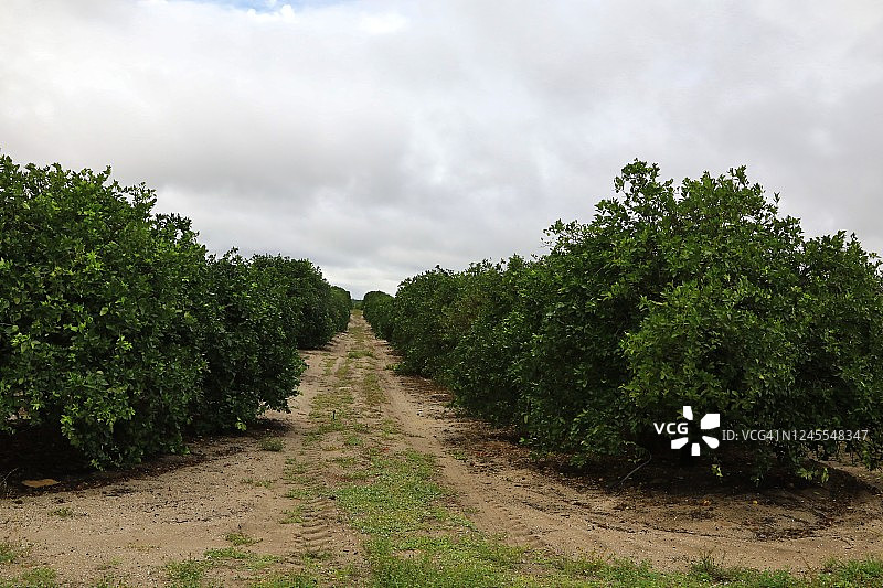 柑橘果园农业图片素材