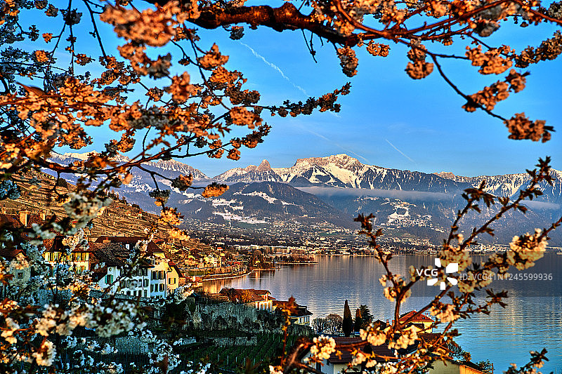 金色夕阳下的梨花盛开图片素材