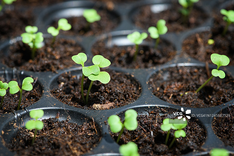 幼苗生长图片素材