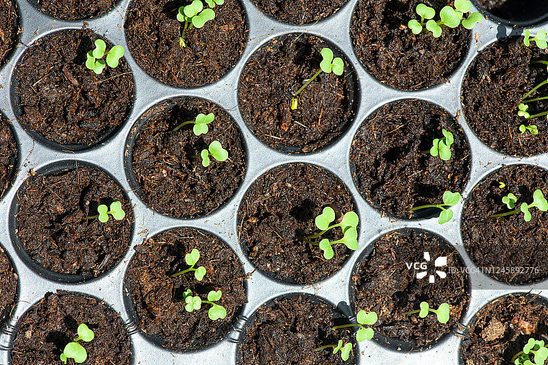 塑料托盘中的树苗图片素材