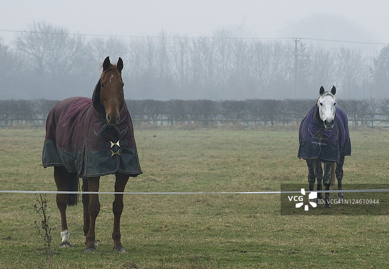 雾蒙蒙早晨的骏马图片素材