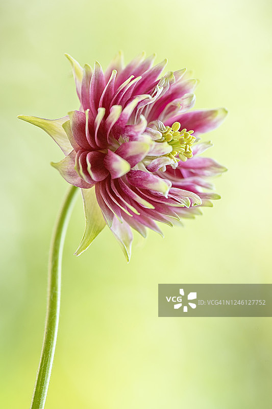 美丽耧斗菜“诺拉·巴洛”系列粉色和奶油色花朵特写图片素材