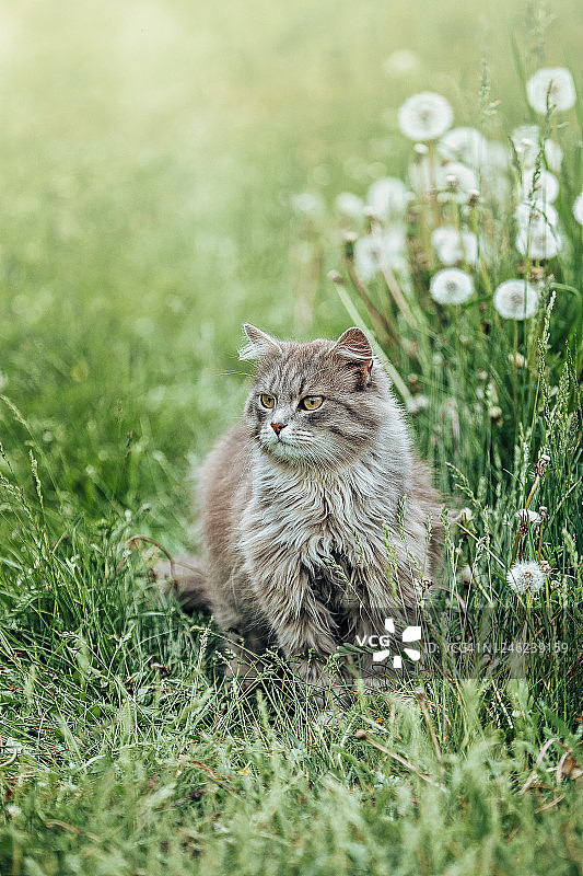 可爱蓬松的灰猫，绿色草地和蒲公英图片素材