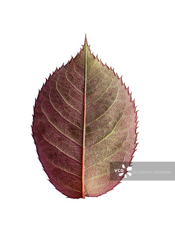 白色背景上的橙色叶子特写图片素材