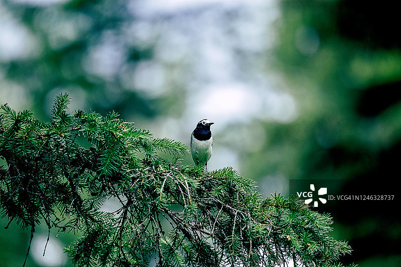 鹡鸰栖息在冷杉树枝上图片素材