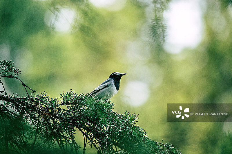 鹡鸰栖息在冷杉树枝上图片素材