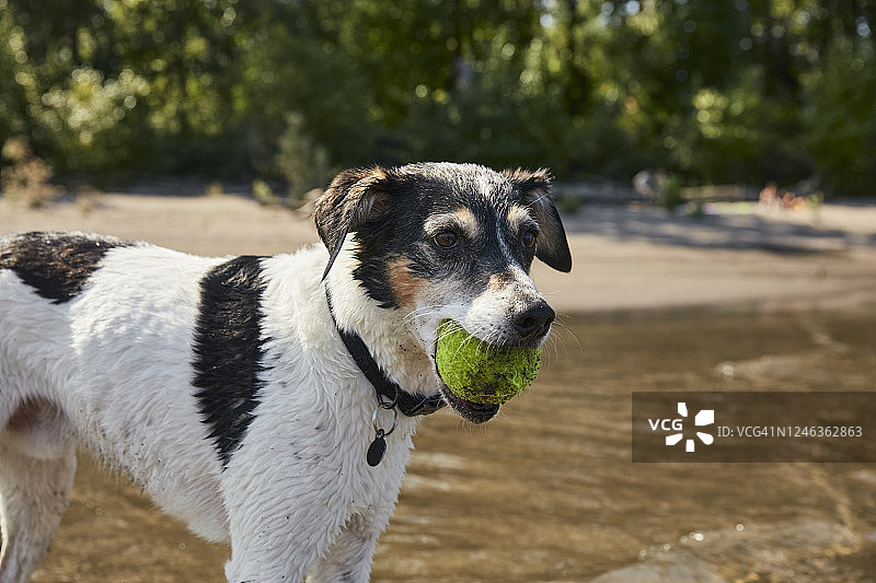 嘴里叼着网球站在水中的湿狐狸犬图片素材