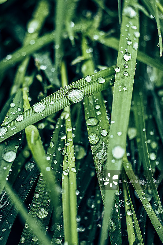 新鲜春草绿叶上的水滴图片素材