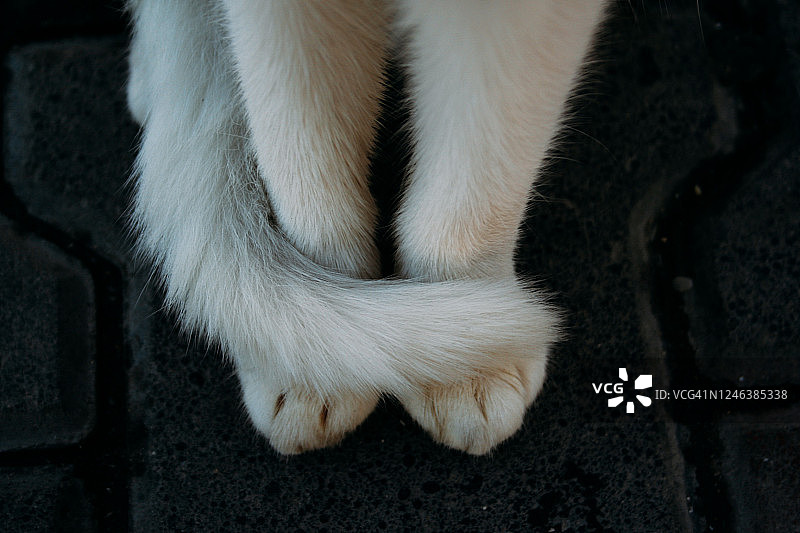 一只尾巴搭在爪子上的白猫图片素材