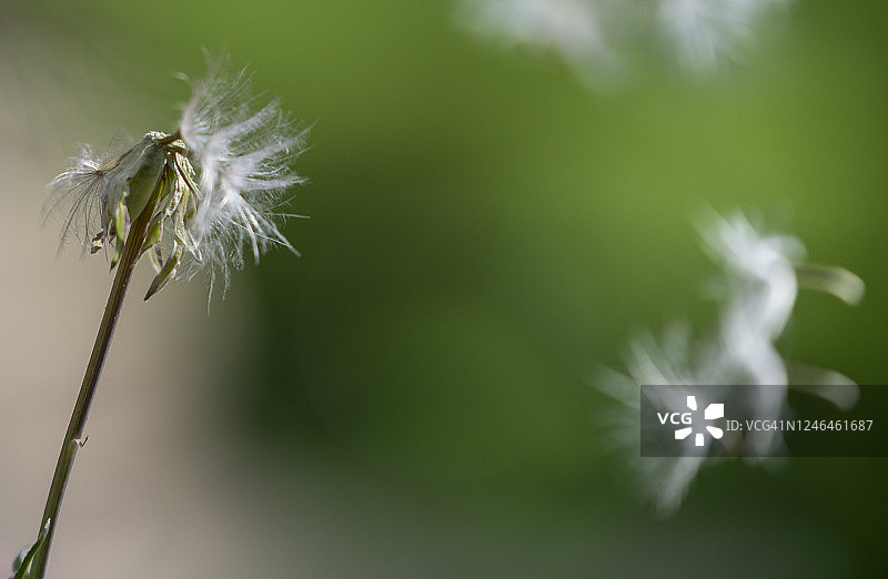 蒲公英图片素材