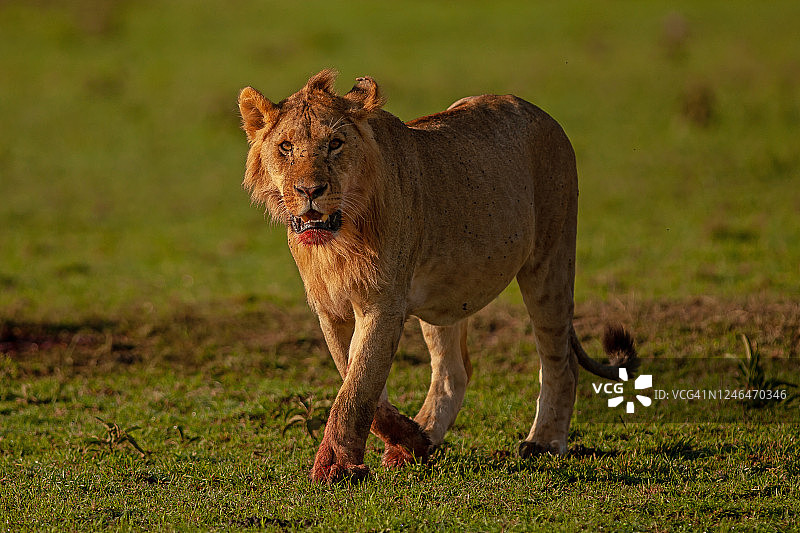 雄狮（Panthera leo）走动并看向镜头，嘴和前腿沾有血迹图片素材