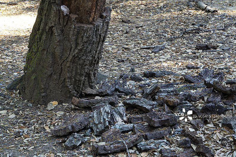 树皮脱落图片素材