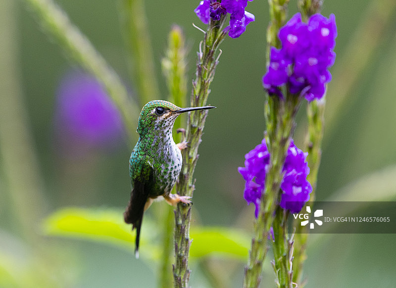 靴胫旗蜂鸟，雌性在紫色花朵上图片素材