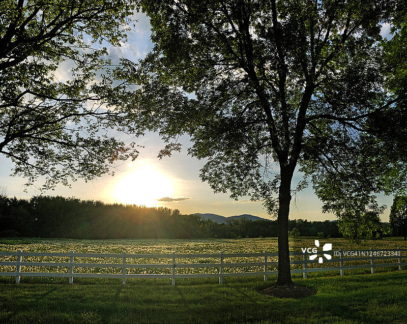 美国缅因州贝瑟尔的夏季草甸与蒲公英图片素材