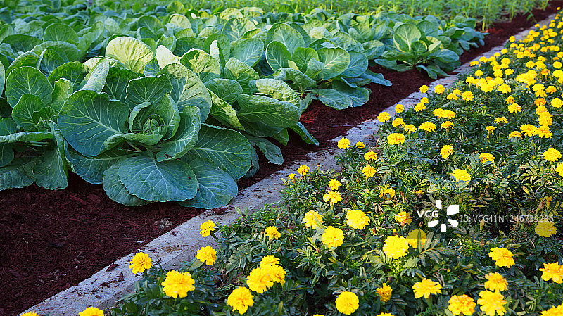 田野中的白菜和菊花图片素材