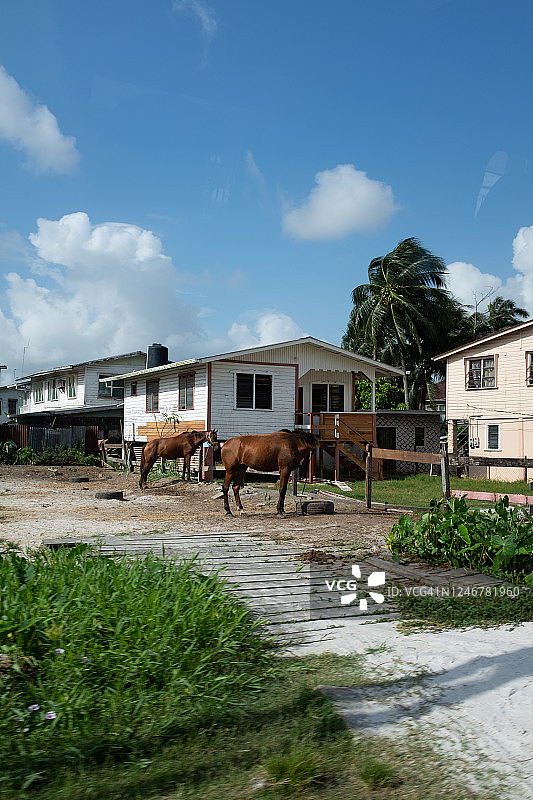 带有马匹的房屋街景外观，圭亚那乔治敦图片素材