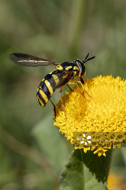 黄花上的小黄蜂图片素材