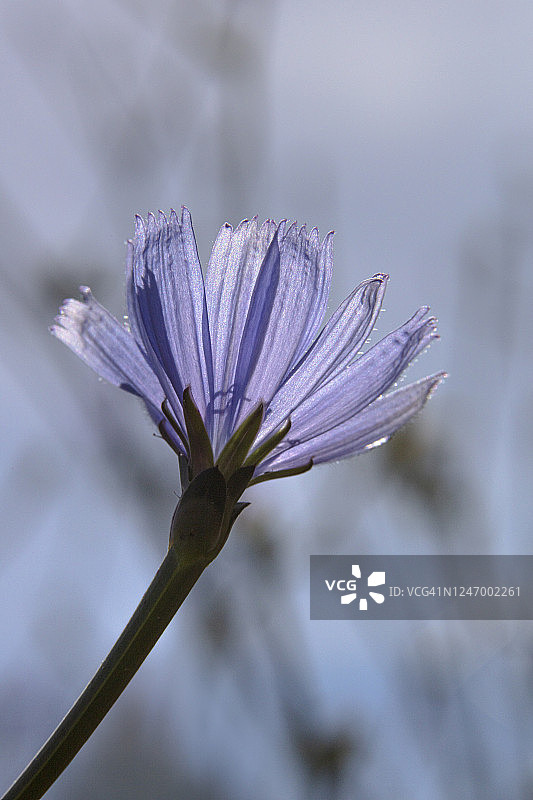 菊苣，蓝紫色花朵图片素材