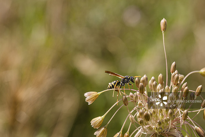 欧洲纸胡蜂在小花上图片素材