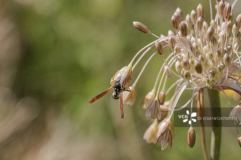 欧洲纸胡蜂在小花上图片素材