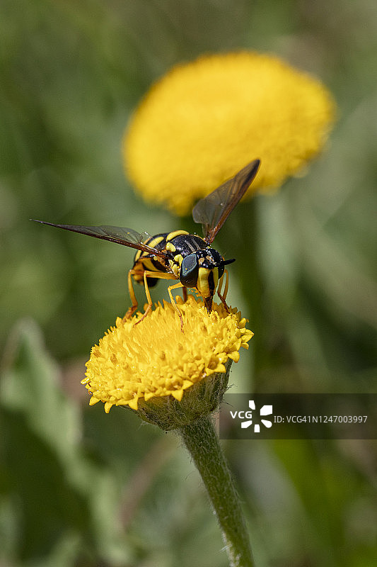 黄花上的小黄蜂图片素材