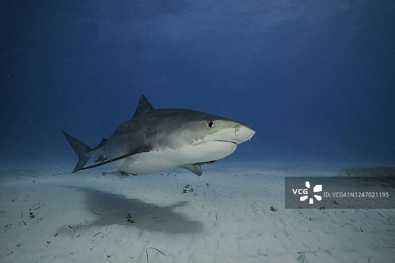 虎鲨在沙底游泳的水下照片图片素材