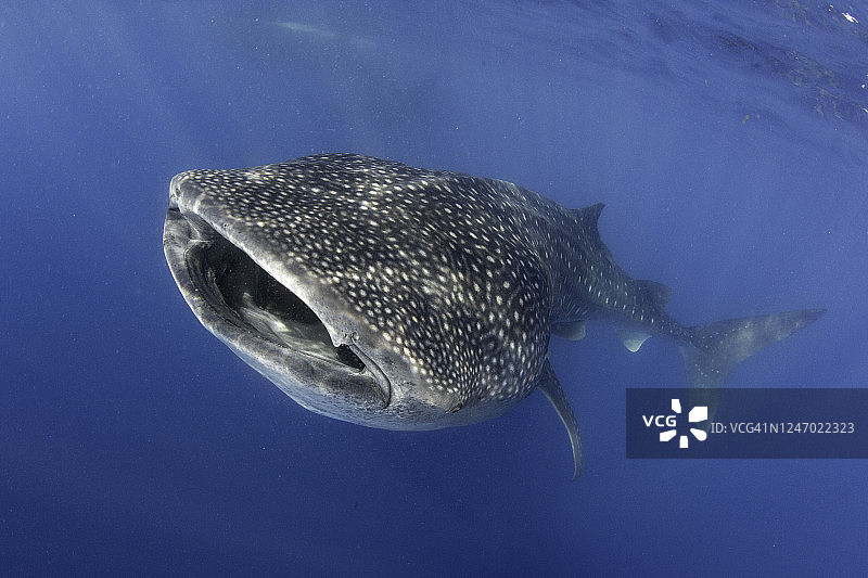 鲸鲨的嘴和脸部特写镜头图片素材